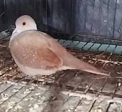 Dove Diamond Dove