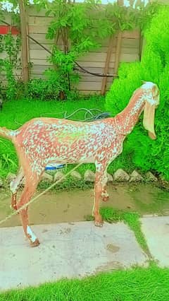 Sargodha Nassal