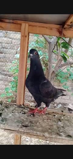 Mix Kabootar for sale
