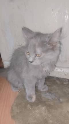 Persian Cat