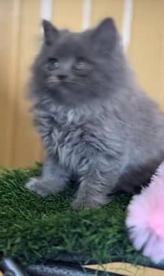 Persian kitten | triple long coated Kittens |  03407399480 WhatsApp