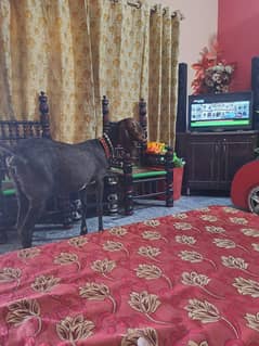 got for sale