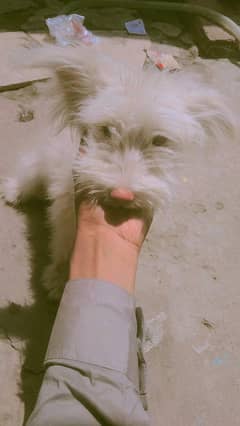 poodle dog
