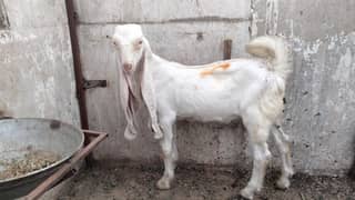 Qurbani