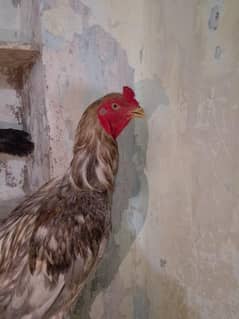 Aseel Mianwalli pair