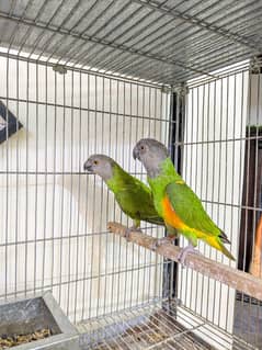 Senegal