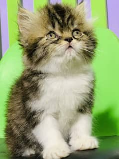 Persian kitten available triple coated