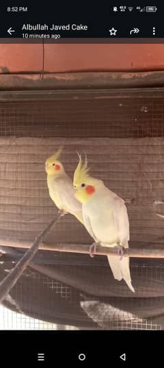 cocktail adult pair Eno red eyes