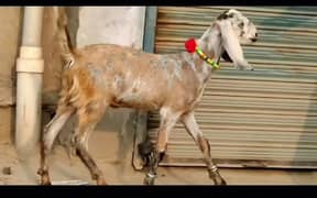mashallah Kamal ka batcha hight 27inch