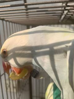 Palid rainbow Parrots