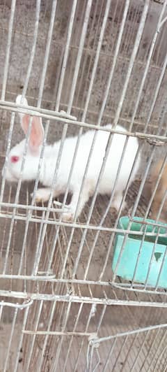 rabbits
