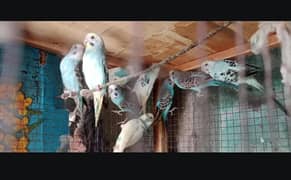 Australin Bujry all pice sale