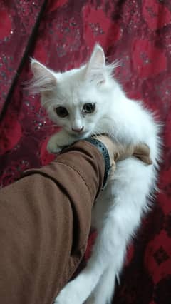 2.5 months double coated doll face Persian cat male