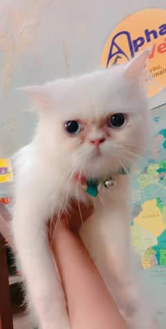 Persian Punch Face Cat Available For Sale