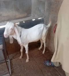 Gulabi Bakra(03122741593)