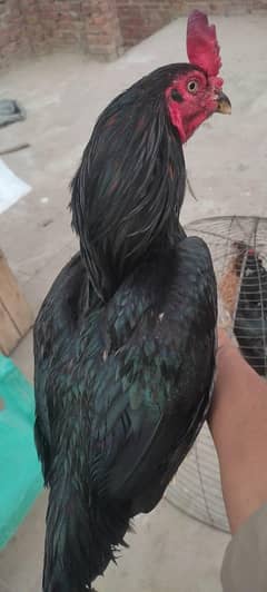Mushka