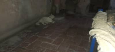male cat