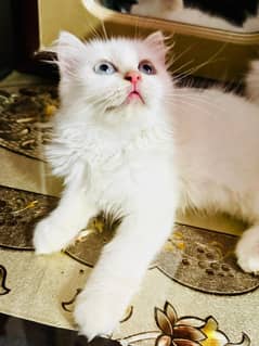 kitten