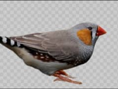 zebra finch