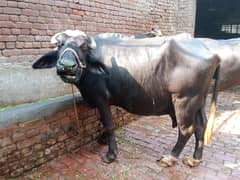 بھینس براے فروخت 5کلو دودھ ساتھ کٹی