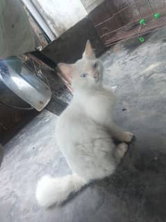 White Persian kitten available for sale*0321*6129*388*