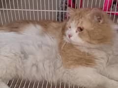 Persian Doll face Cat