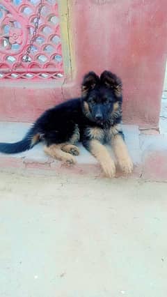 German shepherd puppies  double cot My WhatsApp number 03413177865