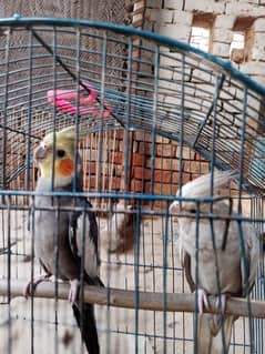 cocktail birds . com