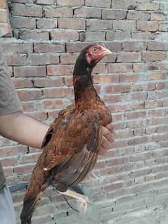 aseel females 0325-1986684