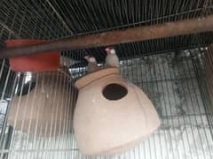 male n female n pair