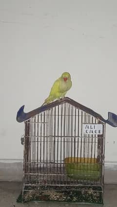 YELLOW RINGNECK