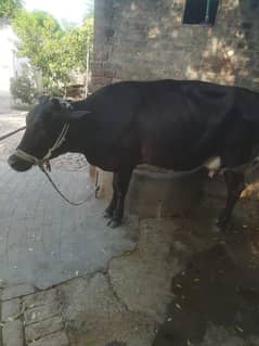for