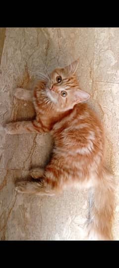 kitten