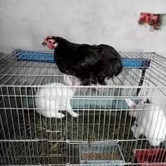 Golden buff and turkey  breeder pairs