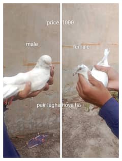 pair for sell / flying pair and pathe