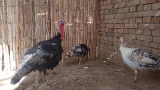shamo