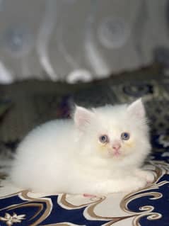 Persian Kittens For Sale