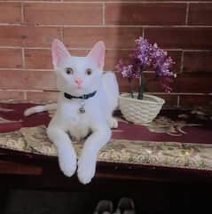 persian cat
