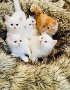 Persian cat available kitten and cats contact me Whatsapp