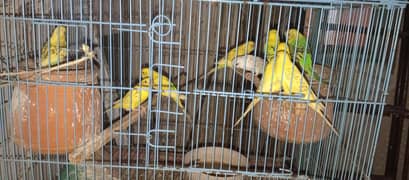 pair