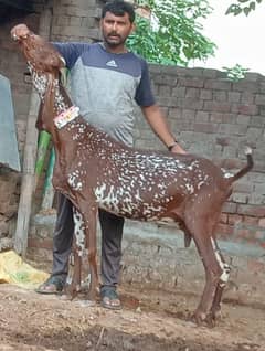 Makhi