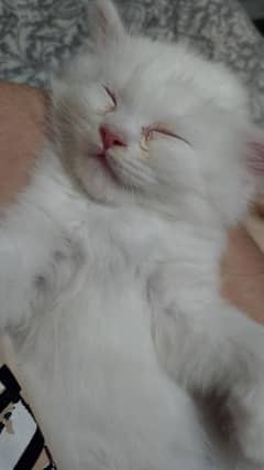 5 months old male cats available