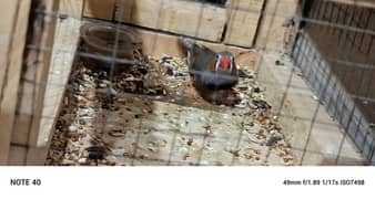zabra Finch 6 month age