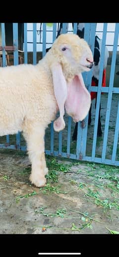 Mashallah Kajla chatra,sheep,goat,bakra,bakri