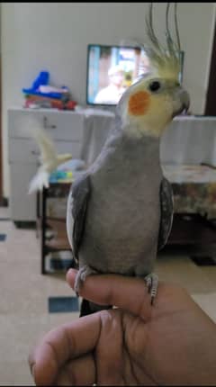 Cocktail Pair hand tamed