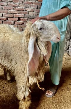 Bakra