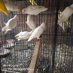 lovebirds Breeder pair for sale