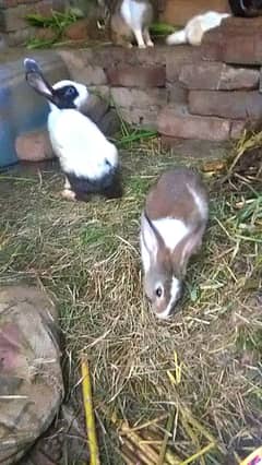 rabbits are available in reasonable price