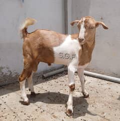 Bakra