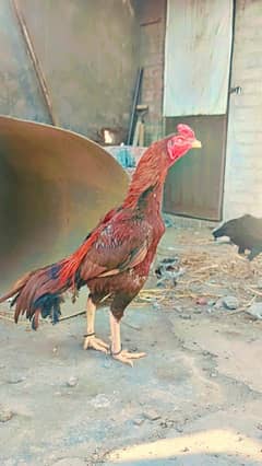 aseel murga